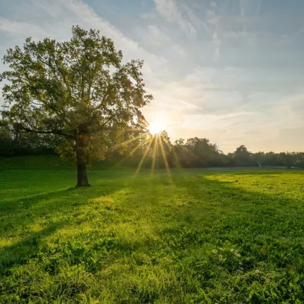 Campo En General Madariaga, 5.000 Hectáreas. VENTA